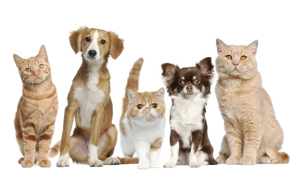 Details Image _ VNA Cargo